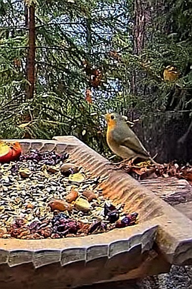 livebirdspoland_60ff08c5b8195f9fd50cd6c02ee18bfa.jpg