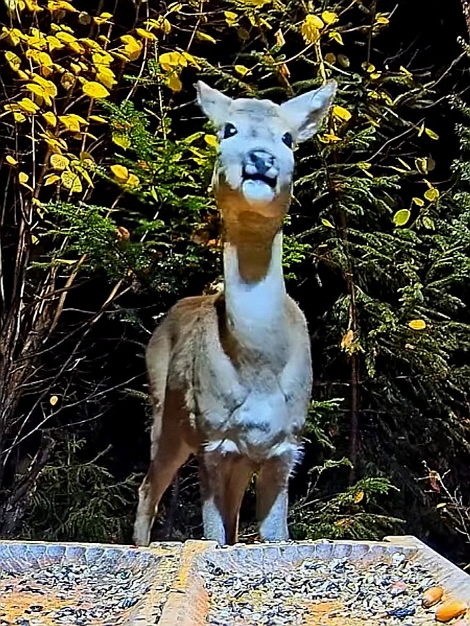 livebirdspoland_1e672c0769a0d88d495d9f6dc9665332.jpg