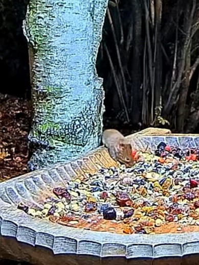 livebirdspoland_93b5e5e9f7c300404d4d3e9c8713d524.jpg