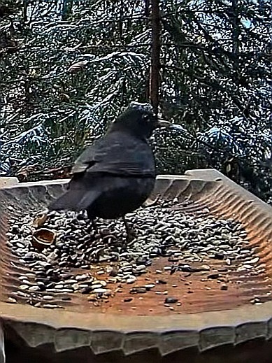 livebirdspoland_f751c2484fe3674b0e93fb8511f17c8d.jpg