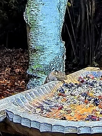 livebirdspoland_6630d6d3e4ea5f41ad6474a4991f2654.jpg