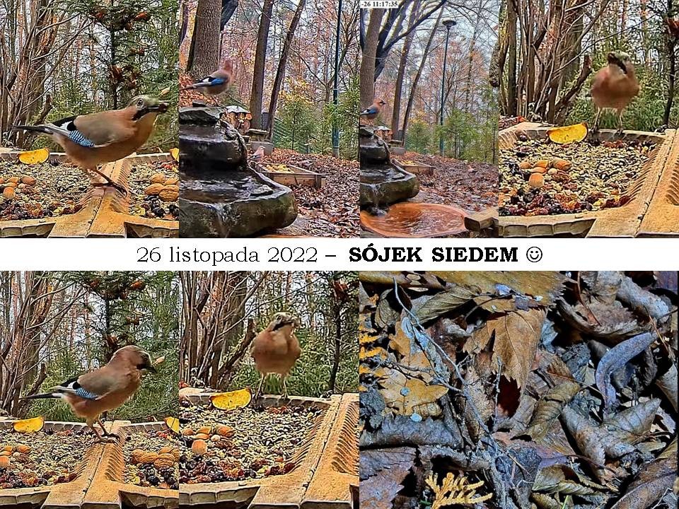 livebirdspoland_f8212871ca46512d9bf7e2d25d69a554.jpg