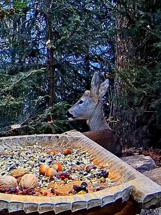 livebirdspoland_ab55023c927f173d29602b6ca273e2b5.jpg
