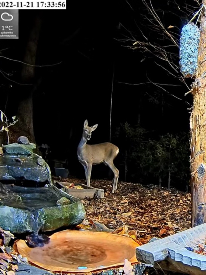 livebirdspoland_849975bc5dc85e95d02edfd140058cb0.jpg