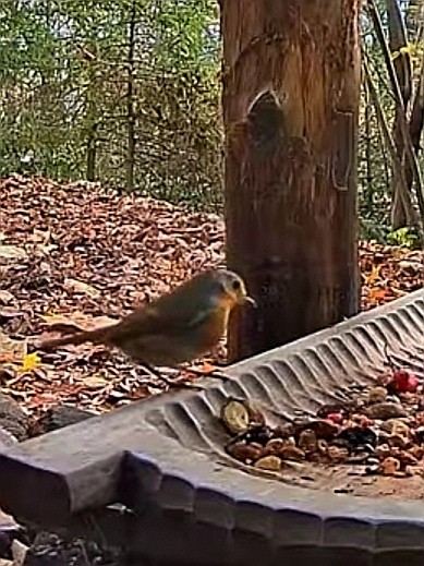 livebirdspoland_70abccdf783eebf86c890a83a3040fa6.jpg