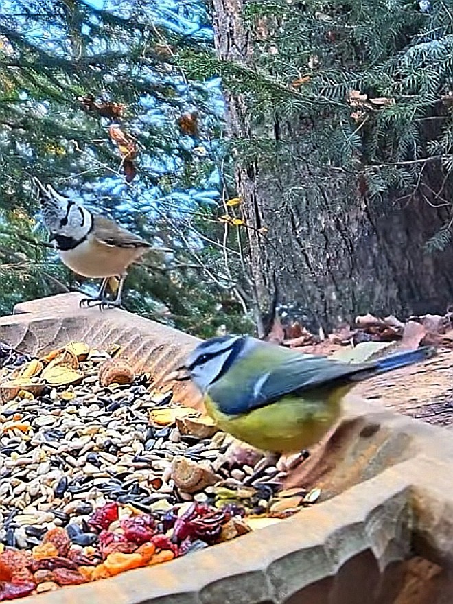 livebirdspoland_38d36a699d0d095c137d0a8e9de85eb6.jpg
