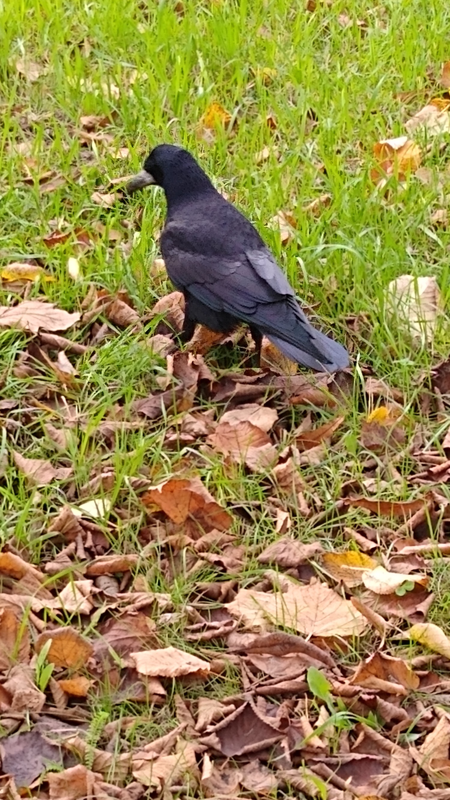 livebirdspoland_62b0c38419ffbeec389dee73507abb15.jpg
