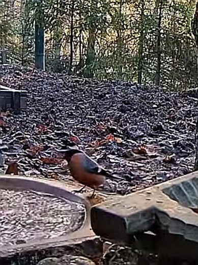 livebirdspoland_d6eecf7fc4a8e263380bf3e698b157b5.jpg