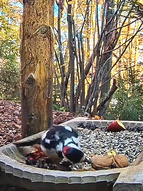 livebirdspoland_9eee07e5f98c01a1b37dd9daaec91af9.jpg