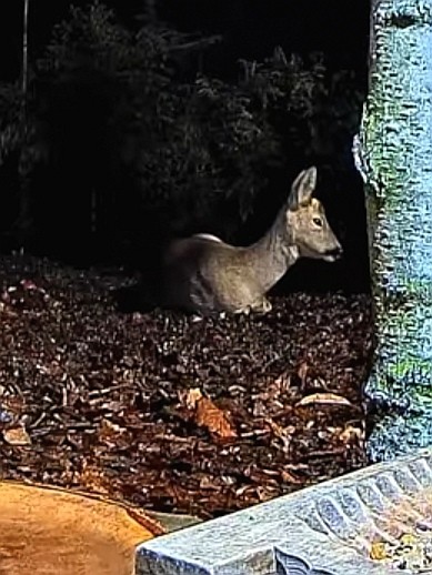 livebirdspoland_cb60450c6062ba5ca06168558b2517b1.jpg