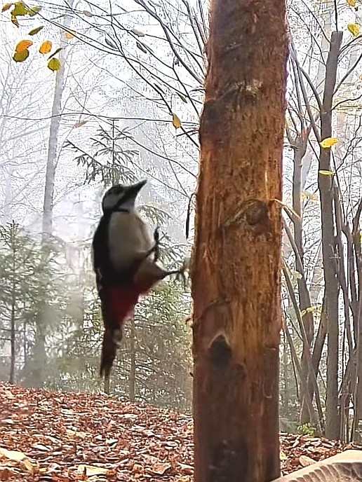 livebirdspoland_ebc7b455a9d548d9bad0c0dff7ab8e3f.jpg