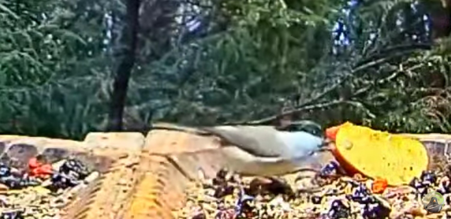 livebirdspoland_e5b2fe27b3fe26561dbd8559e5c031a0.jpg