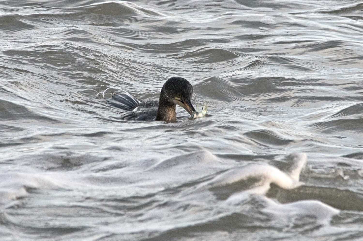 livebirdspoland_b7cf3d1b23520370c674eaf101834330.jpg