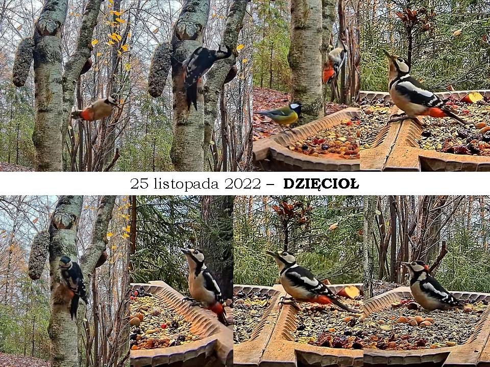 livebirdspoland_ef28309dece558d299e56df6ac3a9250.jpg