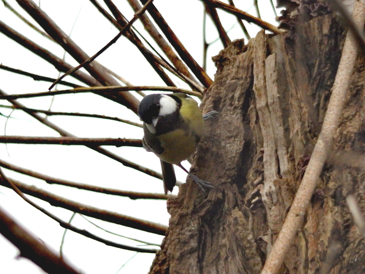 livebirdspoland_dc08168d0aa737db11ecc10b4ed84836.jpg