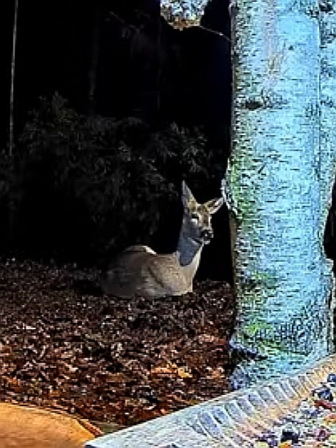 livebirdspoland_ba035457c9747c6cbc839f56c442eaa1.jpg