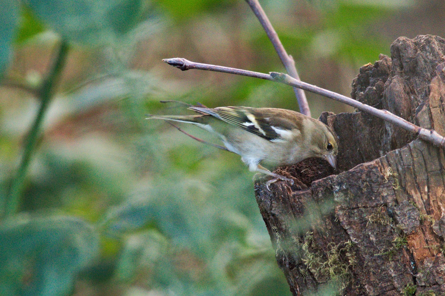 livebirdspoland_2587ac33aa1d844958d7f3ec6d01d34e.jpg