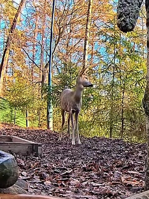 livebirdspoland_1c367163d6b477a99202cb818befa031.jpg