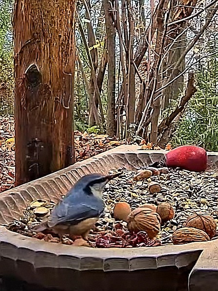 livebirdspoland_bc30eac082312d86dcd306640ae5ef62.jpg