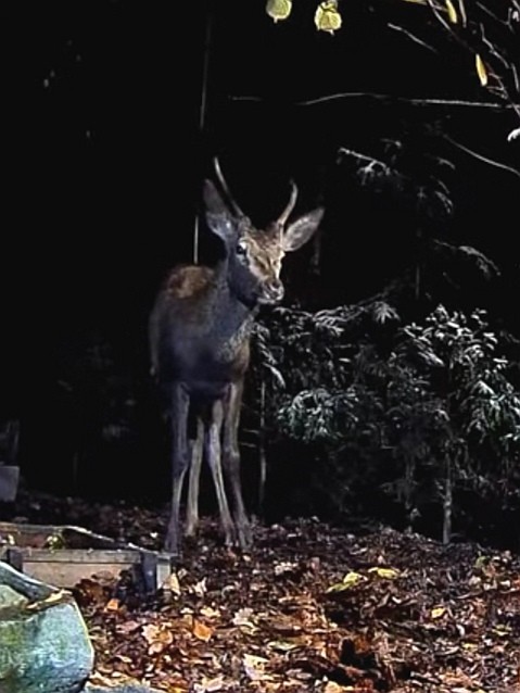 livebirdspoland_1ffda694b48277346a9c9fe7365225f4.jpg
