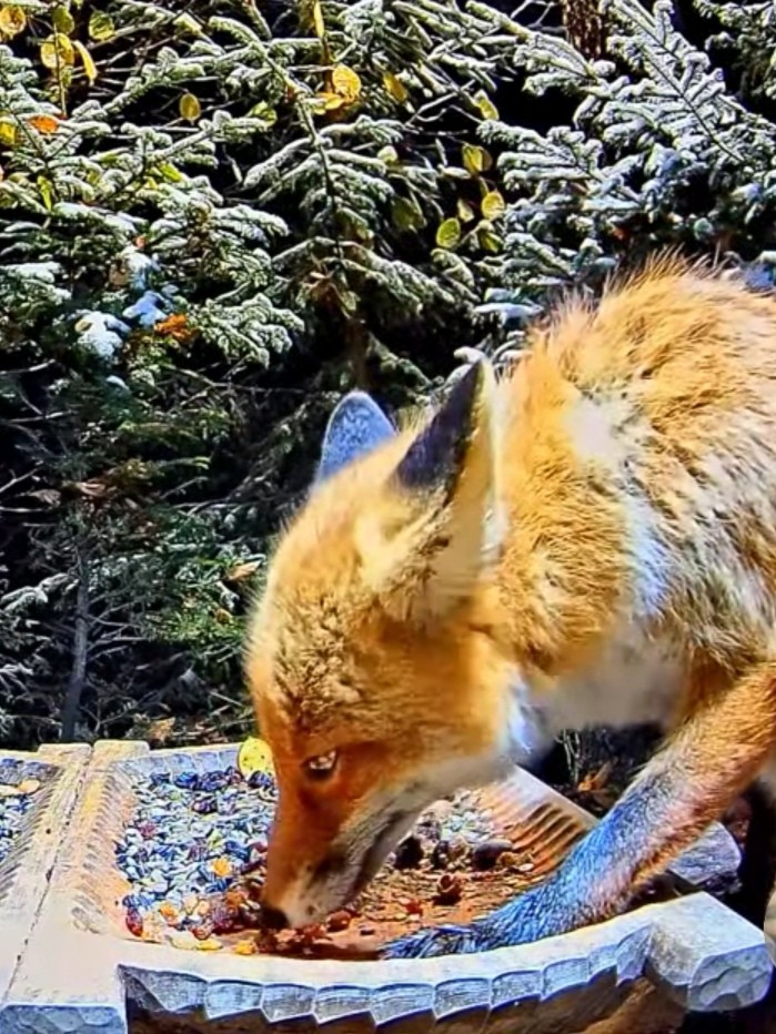 livebirdspoland_1364c2f4bee4e06305e9d4e3f613ffe6.jpg