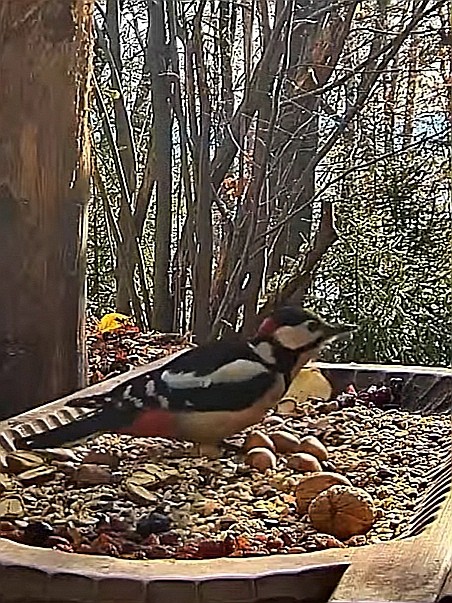 livebirdspoland_5b57606a6bb2015dbc6f8c608d4ed3f4.jpg