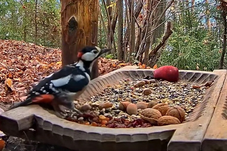 livebirdspoland_4360a54bcd3d42809e5d00a6edafab02.jpg
