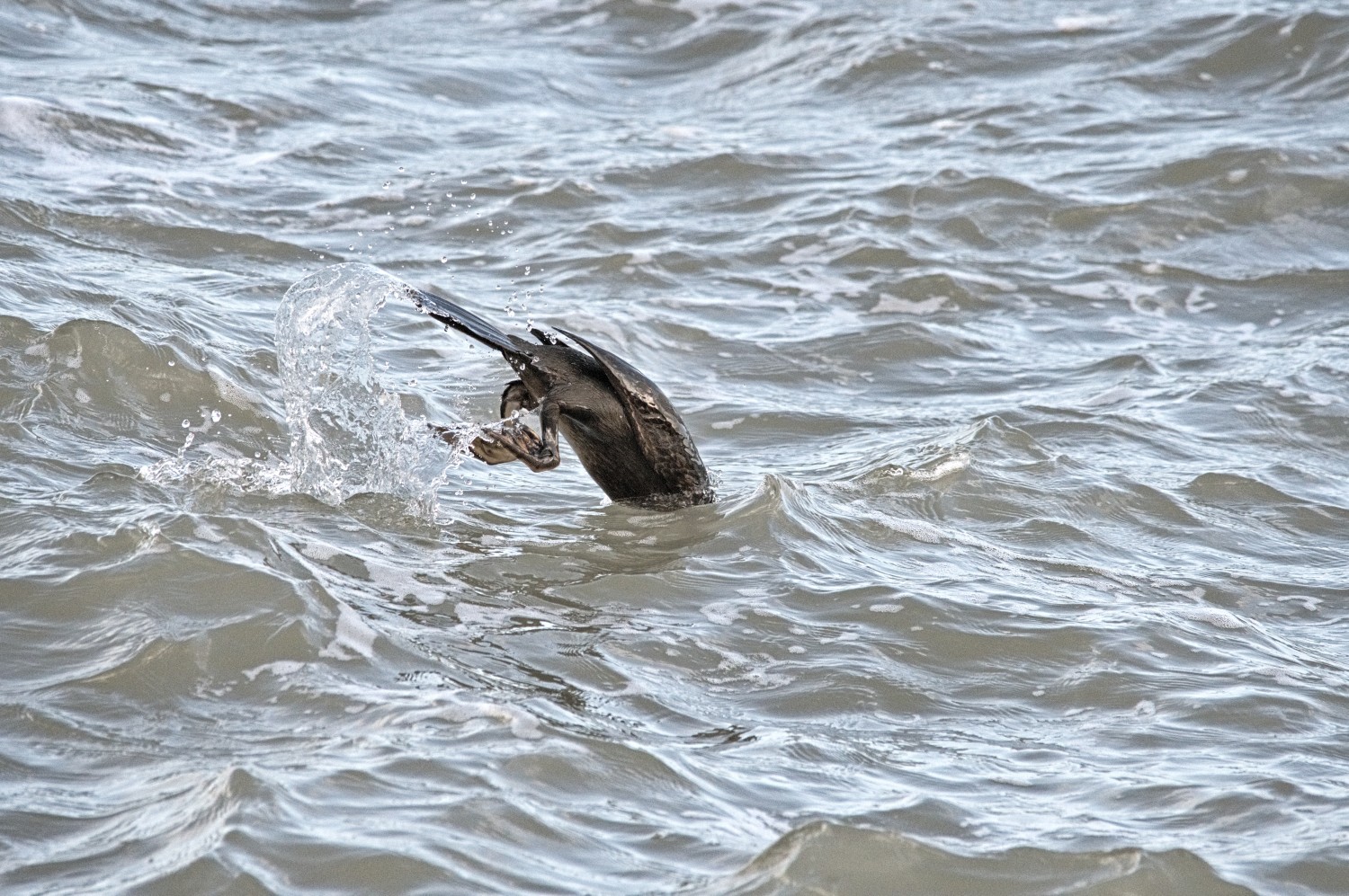 livebirdspoland_7fca3d15e35d3318f93f4af0719a87eb.jpg
