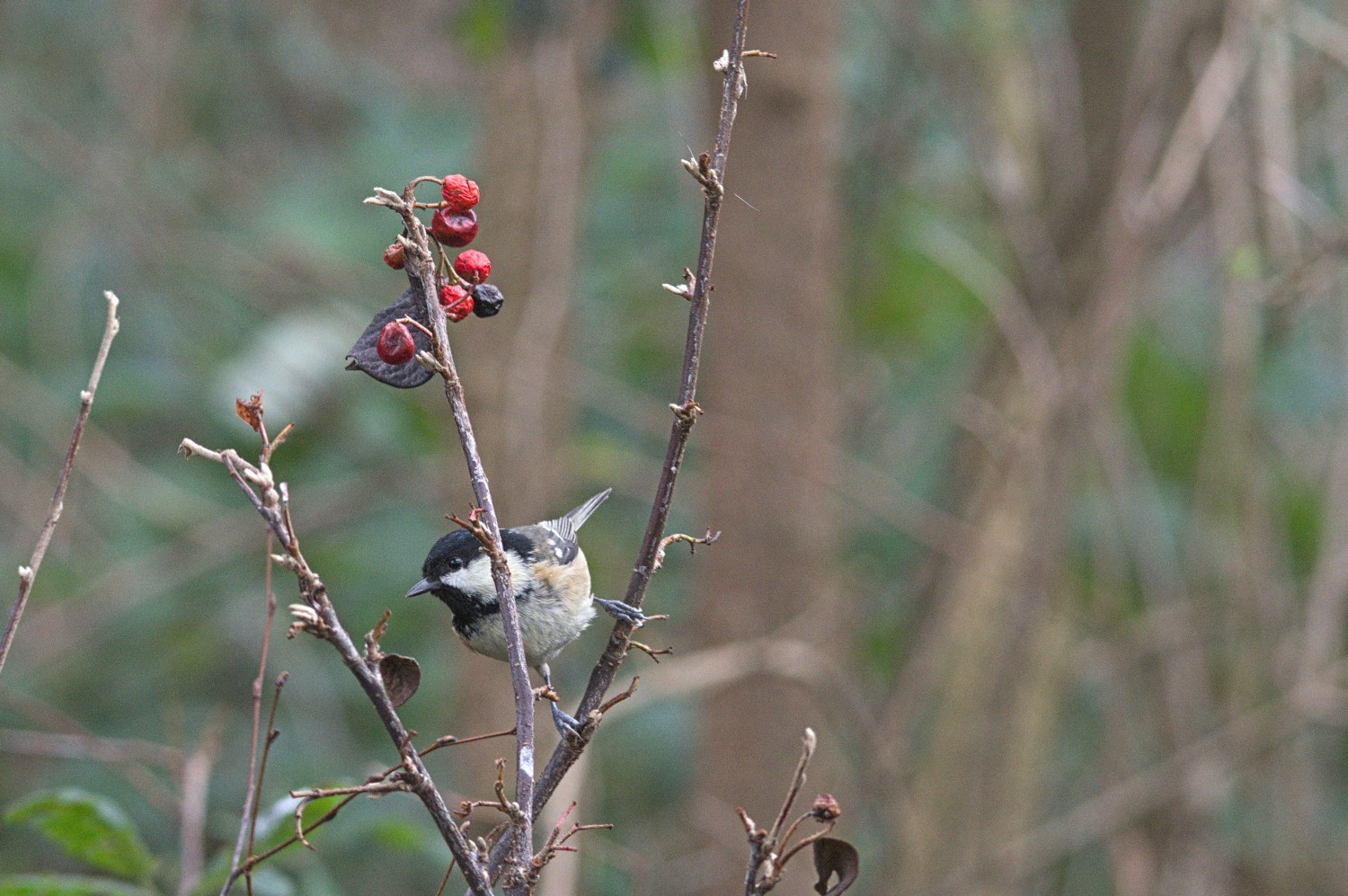livebirdspoland_d628047f97883f795c6c4b13db6f9e59.jpg