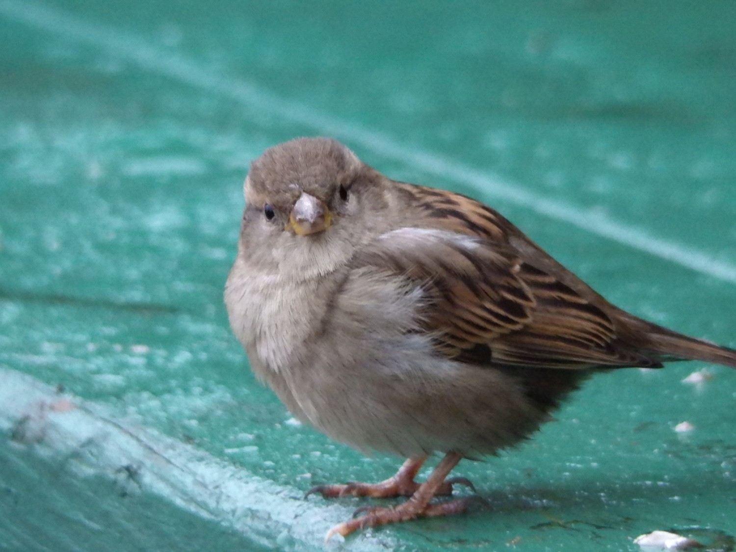 livebirdspoland_a69606680babd913d7316ba3a79547e2.jpg