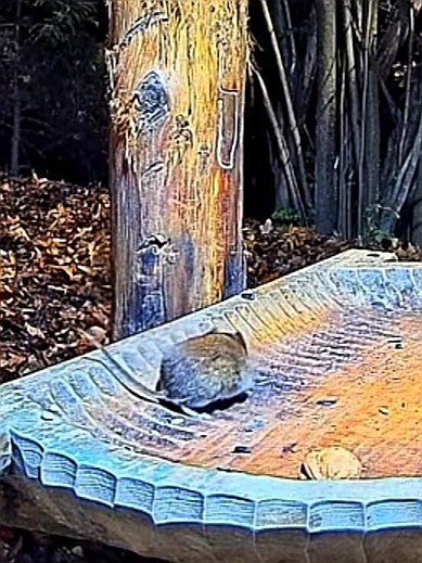 livebirdspoland_d76a24073cb041a1582dde7974d872df.jpg