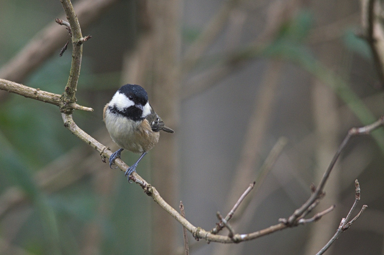 livebirdspoland_a97e0758dcf61173d34c7d80bf42f3b5.jpg