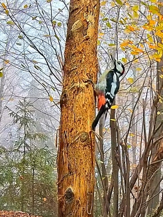 livebirdspoland_26b8ffd2d85b324b12118f71d89499b1.jpg