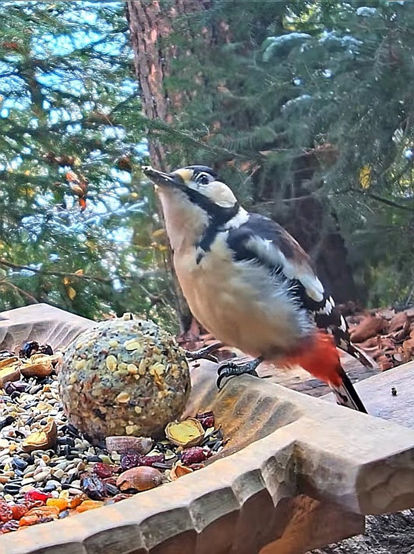 livebirdspoland_821e1339bd78f419f6fb1657fcb42a84.jpg