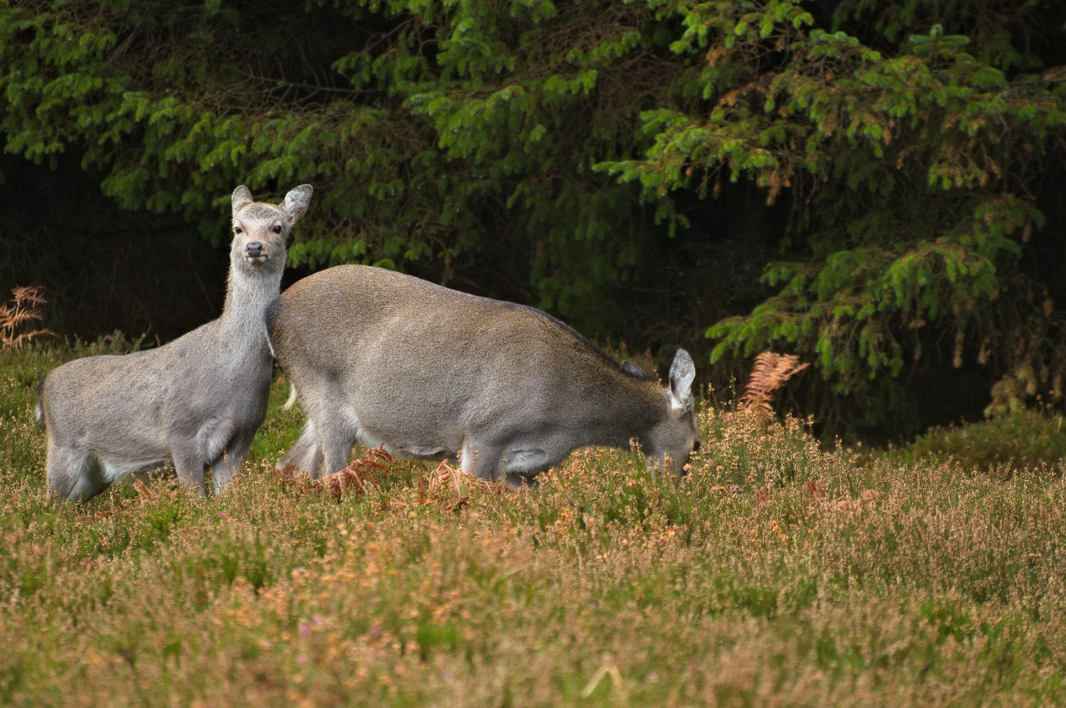 livebirdspoland_3d4e7bf3ed28178446bd37093c2f8248.jpg