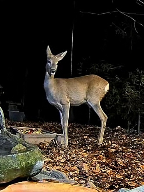 livebirdspoland_91a17f86735b89b4293a2fd5516f2275.jpg