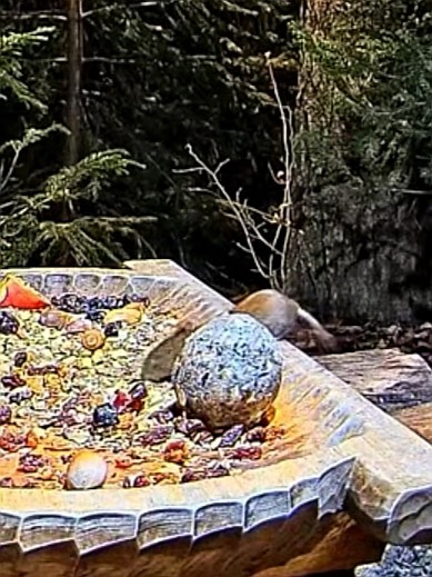 livebirdspoland_59fa1c2333b6044d30253612e2ff4196.jpg