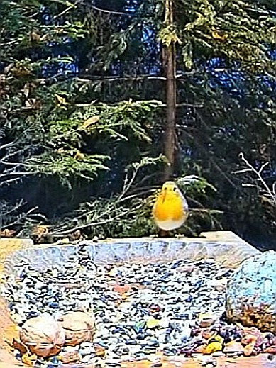 livebirdspoland_688c65df27a5b2fef563b497e87e9915.jpg