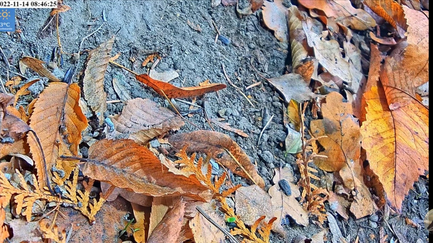 livebirdspoland_c6f561e4348ab81f6c5f7585fa227190.jpg