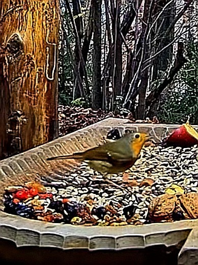 livebirdspoland_f9481e6f4cda18c7f2bb2460ae35939c.jpg