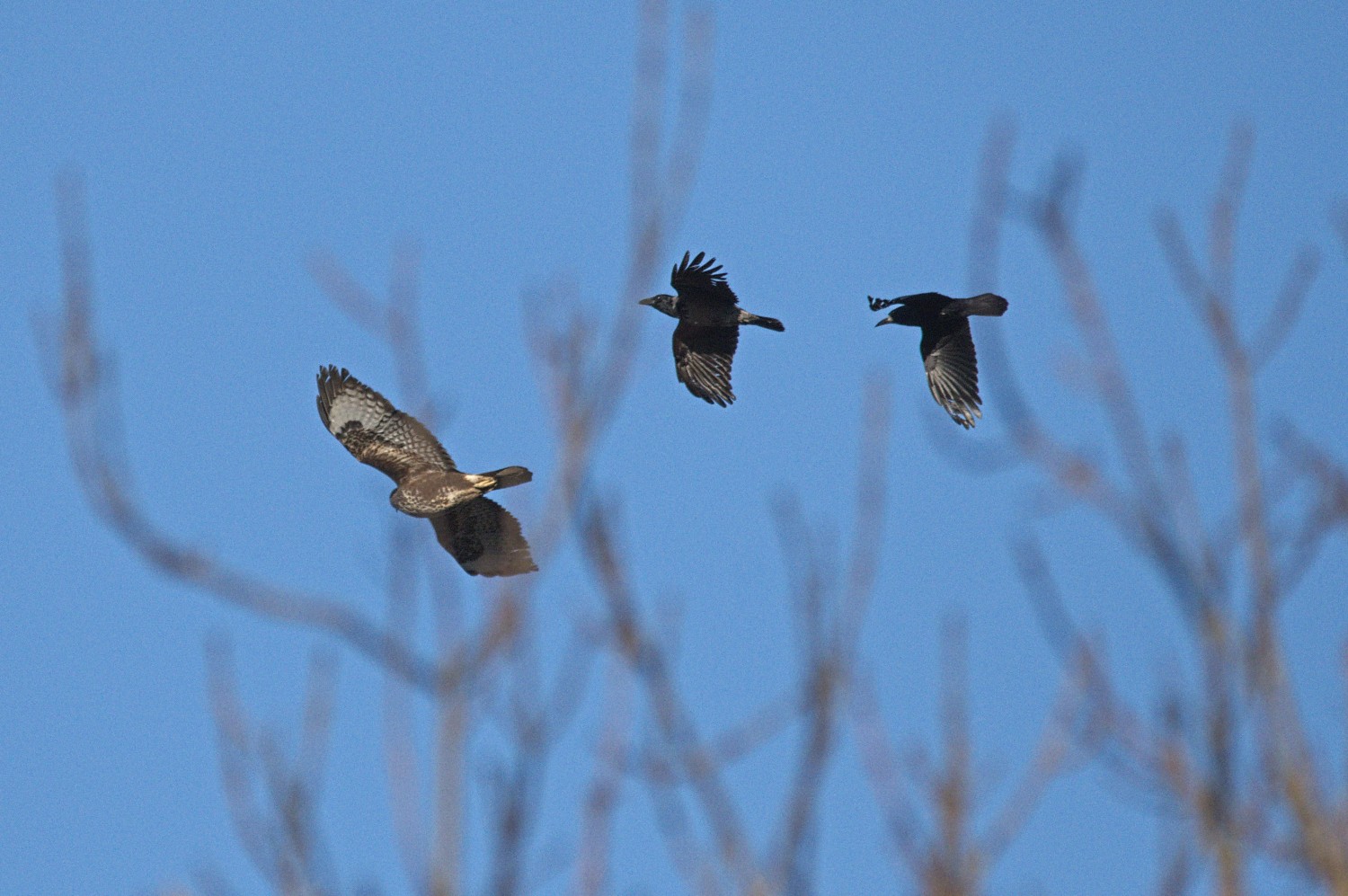 livebirdspoland_8fda3375b8b28adda691c08d76d89435.jpg