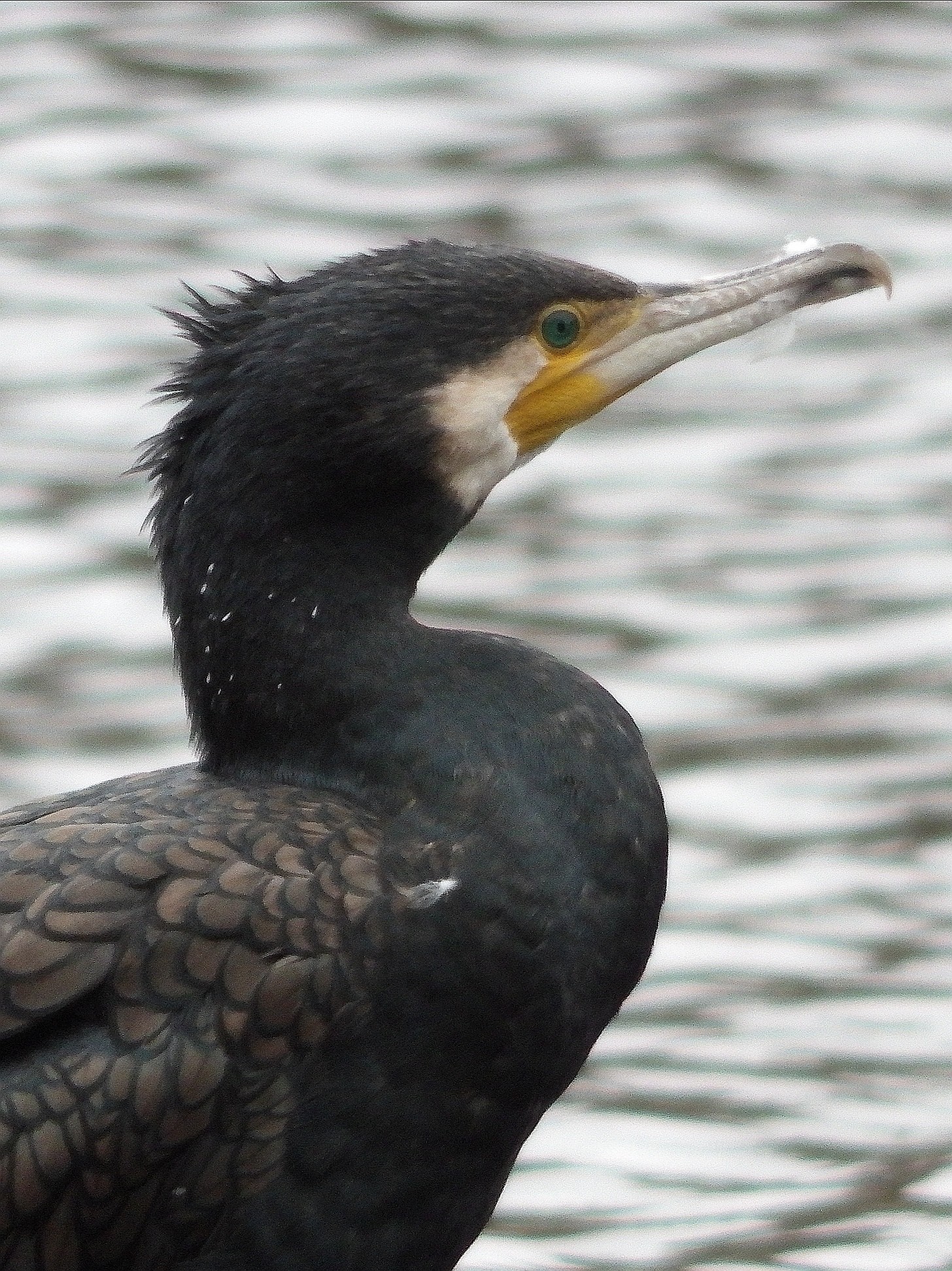 livebirdspoland_de6a5f36d43805e6eded4eb6fac4297f.jpg