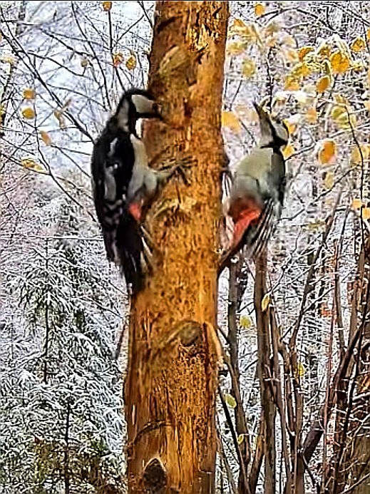 livebirdspoland_6817501cea554a9dd13e3638b1915e88.jpg