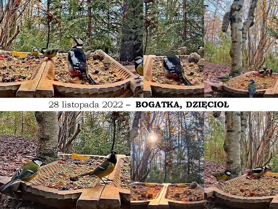 livebirdspoland_7c571071c8085dd5a83304d2028f1133.jpg