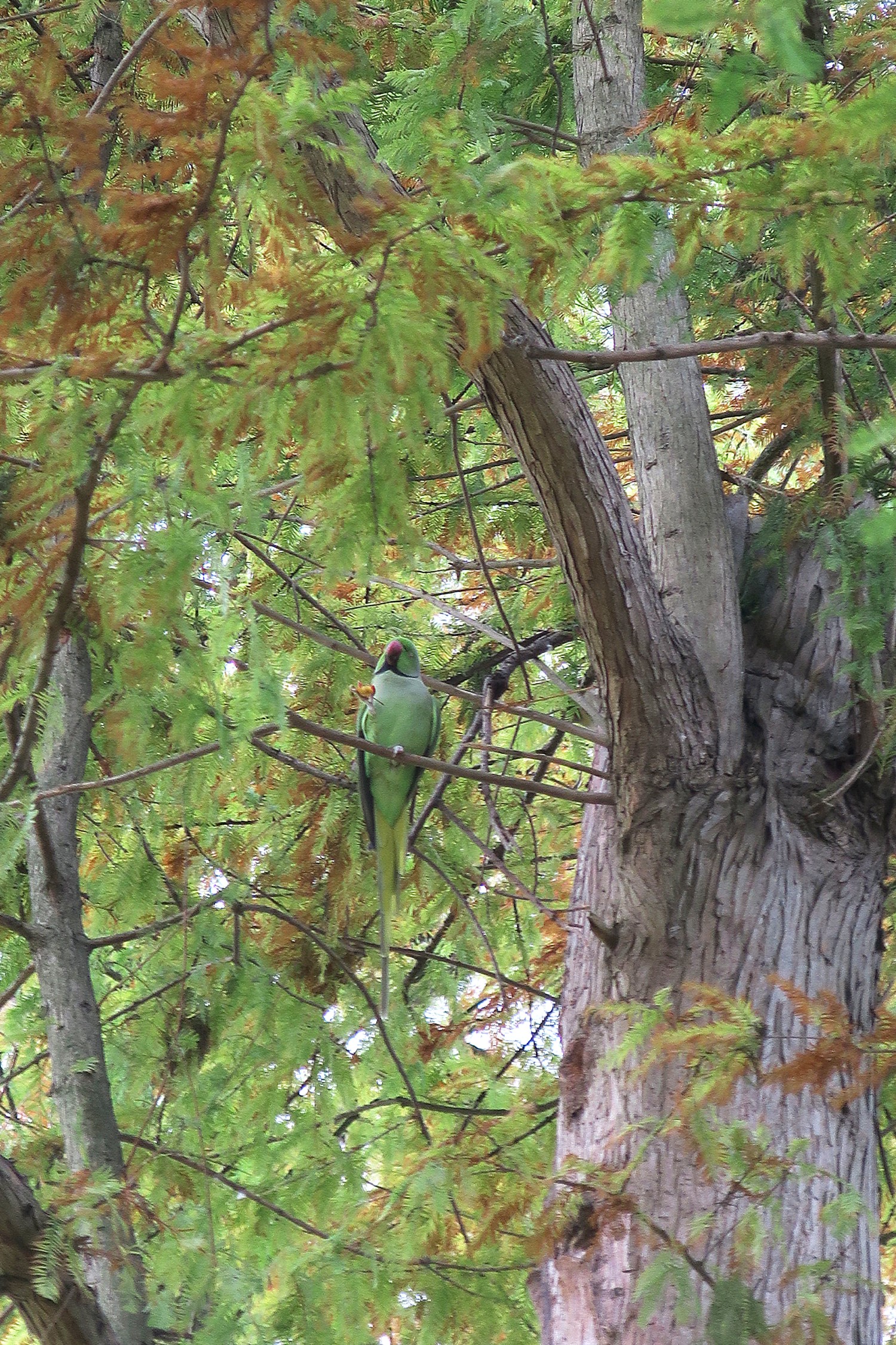 livebirdspoland_b71b5129c7a9e69f2f64e9ef25de4b19.jpg