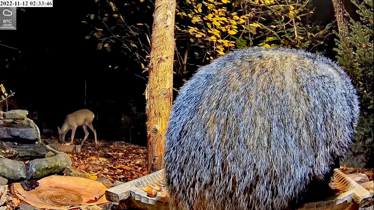 livebirdspoland_321771364576af1299c8d83afa276766.jpg