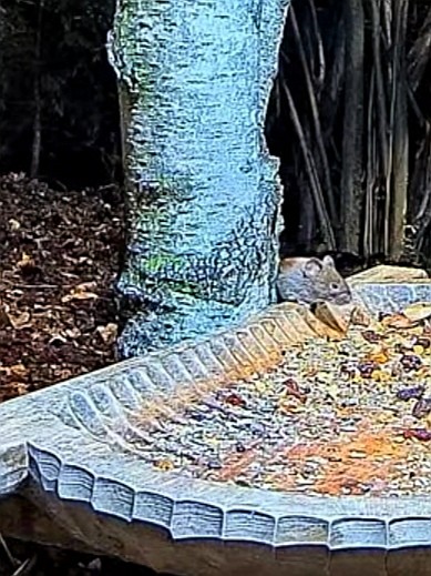 livebirdspoland_e5ebc51f36516184c62f8fc38cc84eba.jpg