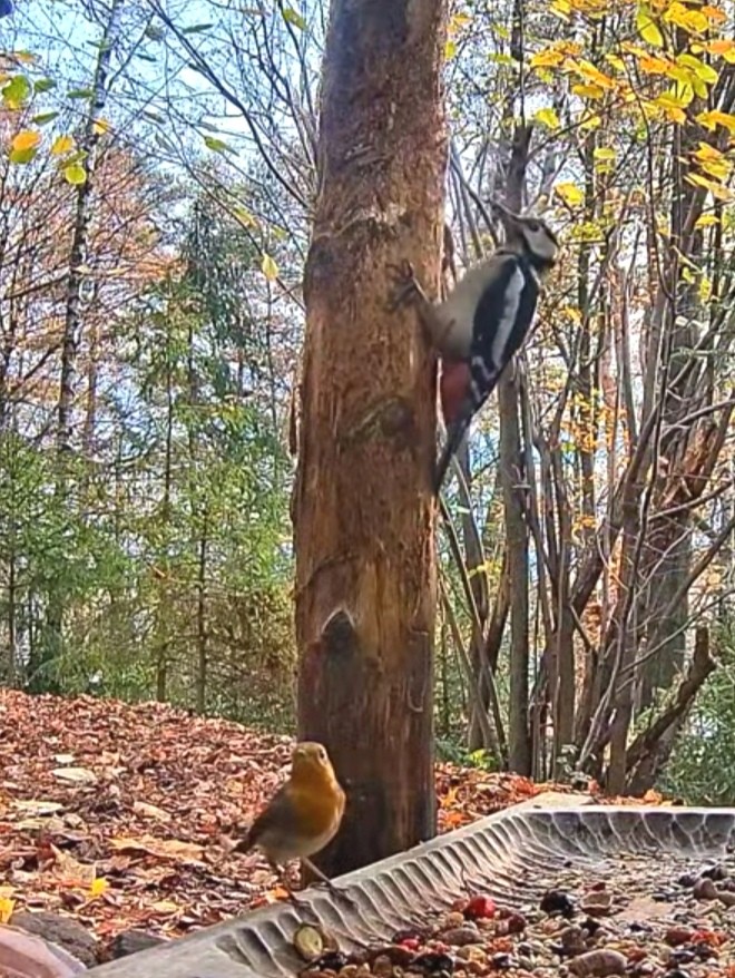 livebirdspoland_4de92ae58c1c23f611fbd73c26224134.jpg