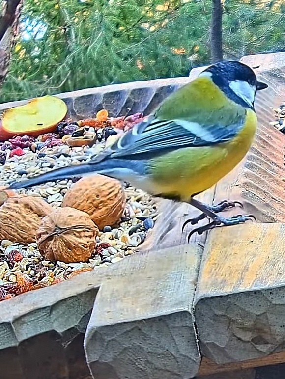 livebirdspoland_8de713aa8669befffae3c9f816835982.jpg