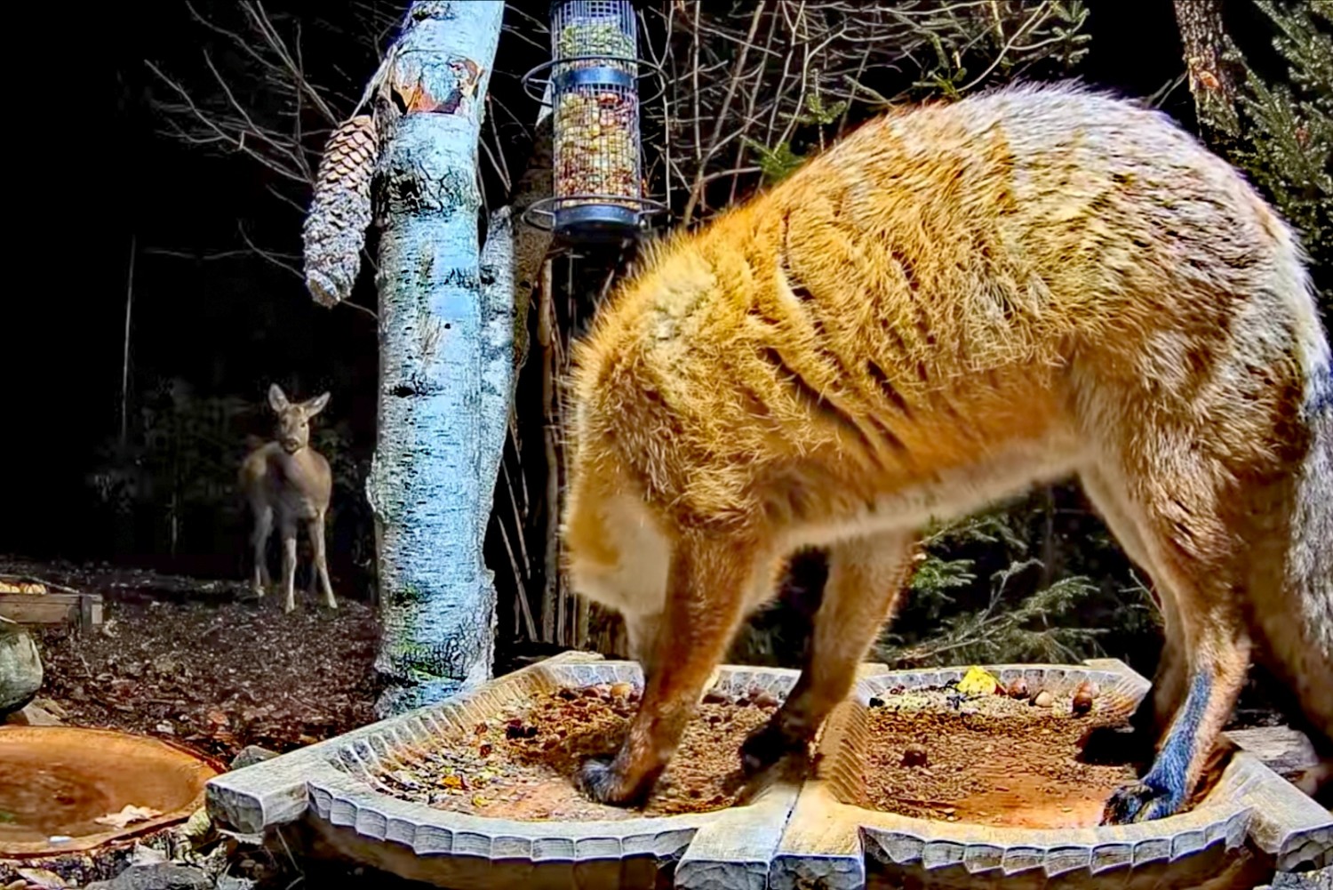 livebirdspoland_8cc10dbf058b64b06acb764cc922c36e (1).jpg